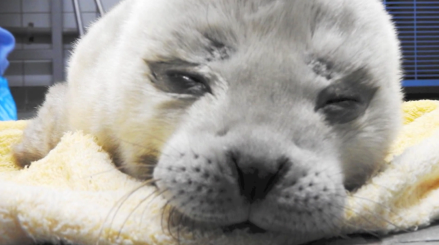 zeehond pieterburen