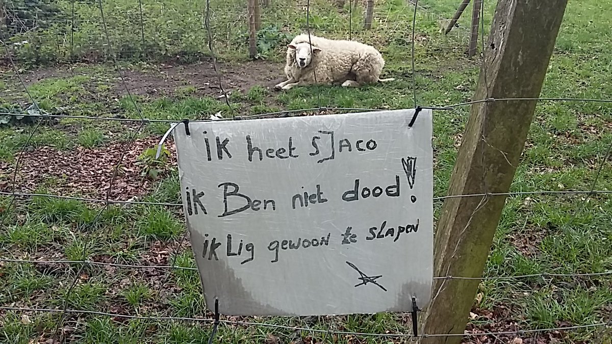 Schaap Sjaco