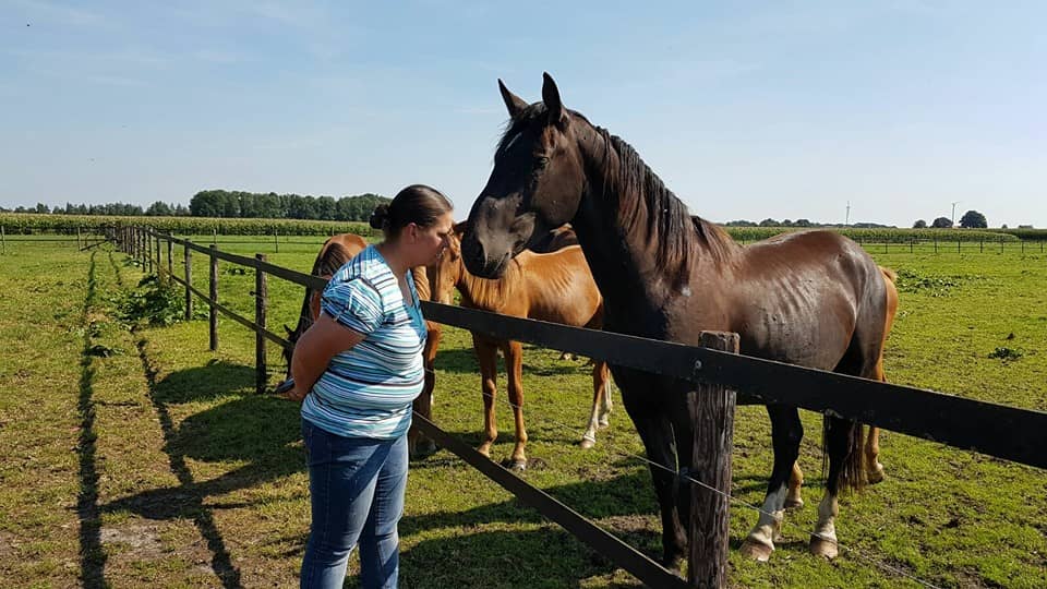paard
