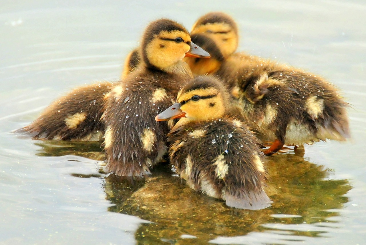 Nest Vol Baby Eendjes Bekogelt Door 10 jarige Jongen