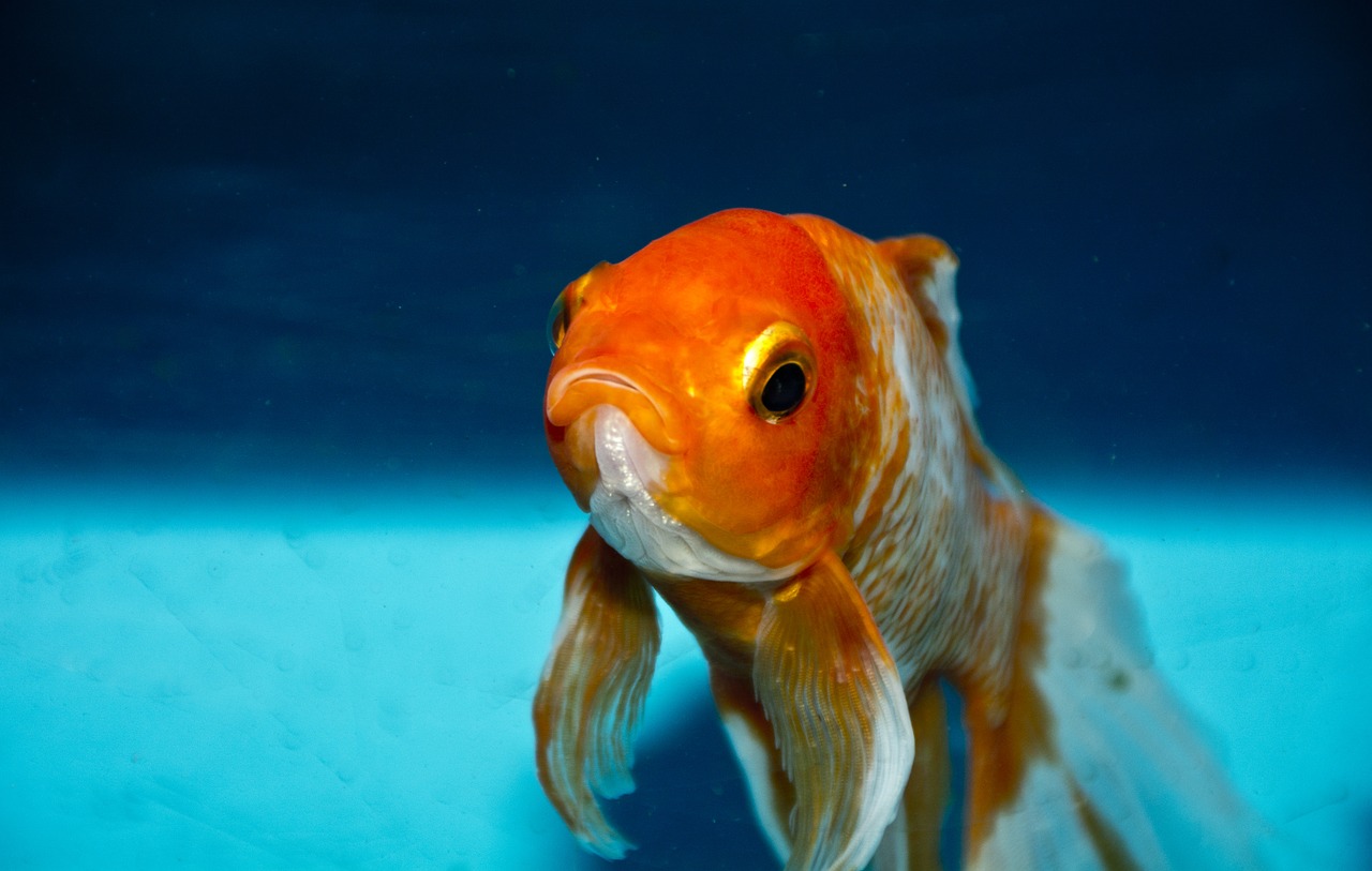 goudvis