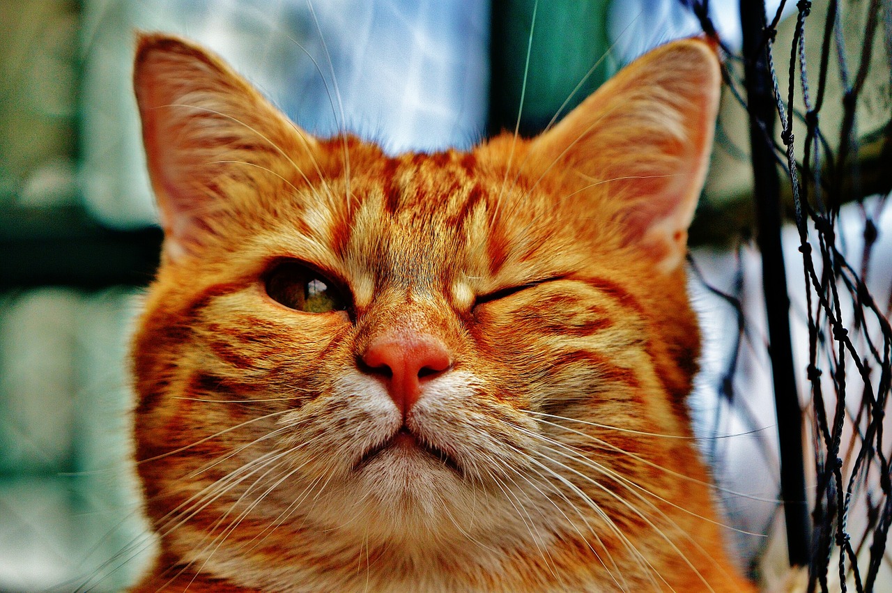 kat