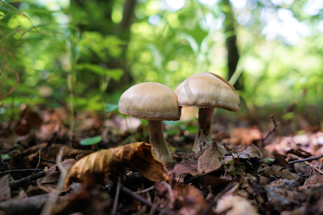 paddenstoelen
